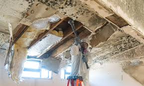 Professional Mold Inspection in La Quinta, CA